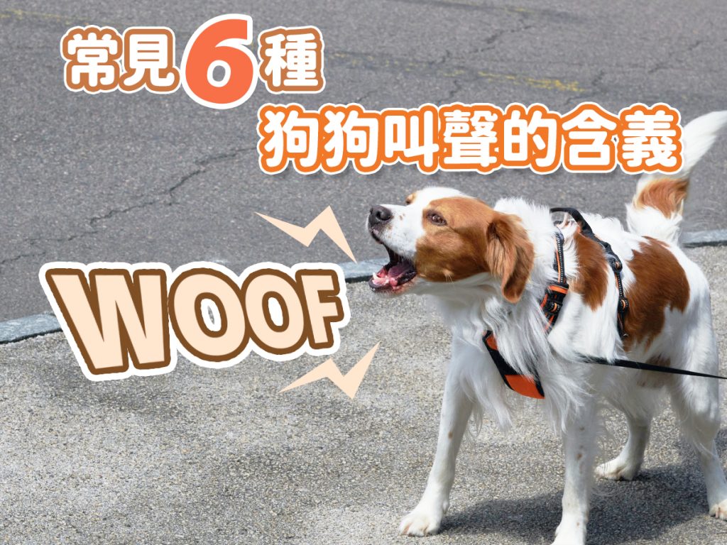 【毛孩知識】常見六種狗狗叫聲的含義 【毛孩知識】常見六種狗狗叫聲的含義