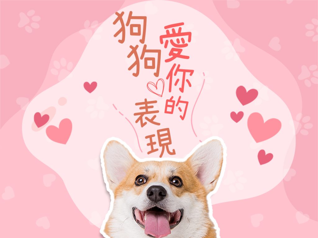 【毛孩知識】狗狗愛你的表現 【毛孩知識】狗狗愛你的表現