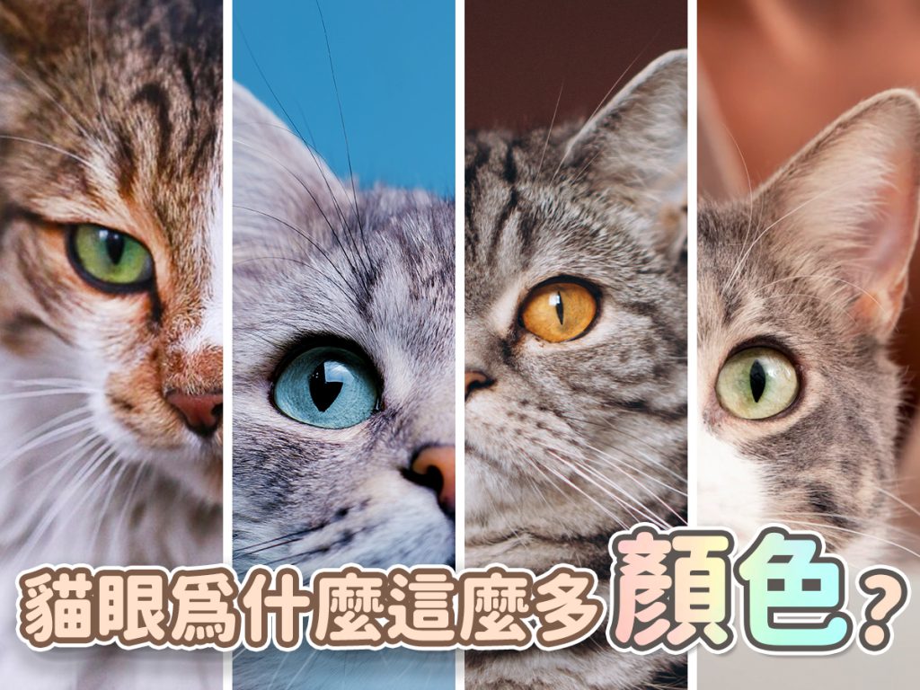 【毛孩知識】貓眼為什麼這麼多顏色? 【毛孩知識】貓眼為什麼這麼多顏色?