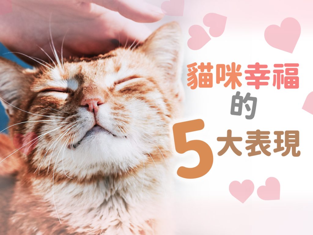 【毛孩知識】貓貓幸福的五大表現 【毛孩知識】貓貓幸福的五大表現