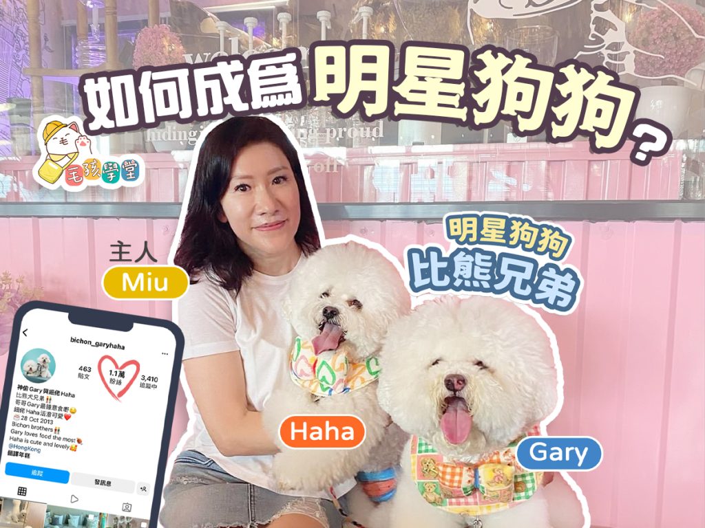 【毛孩學堂】如何成為明星狗狗？