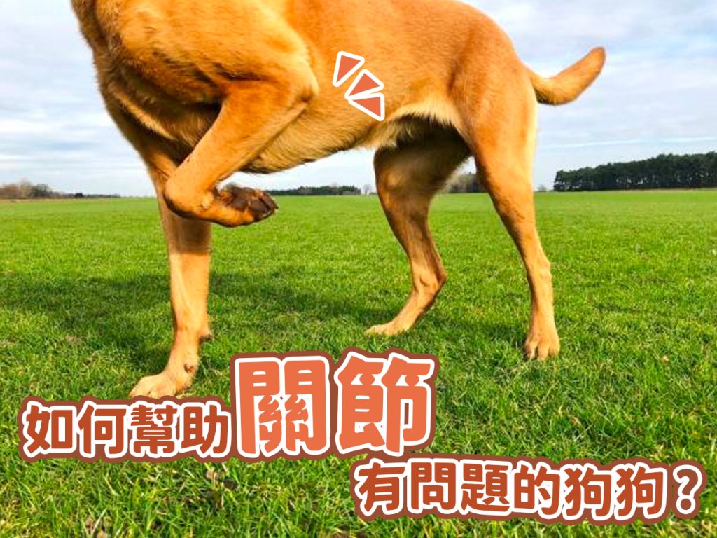 【毛孩知識】如何幫助關節有問題的狗狗 【毛孩知識】如何幫助關節有問題的狗狗