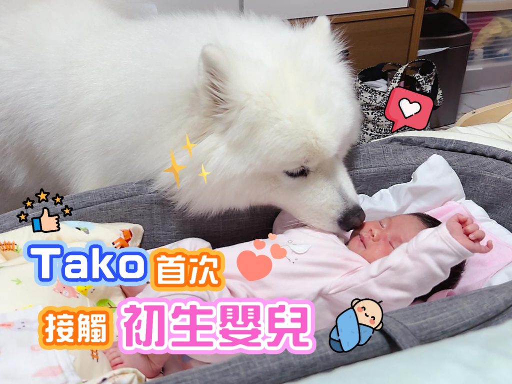 🥵懷孕十忌既然有[飼養養物]? 誤解?