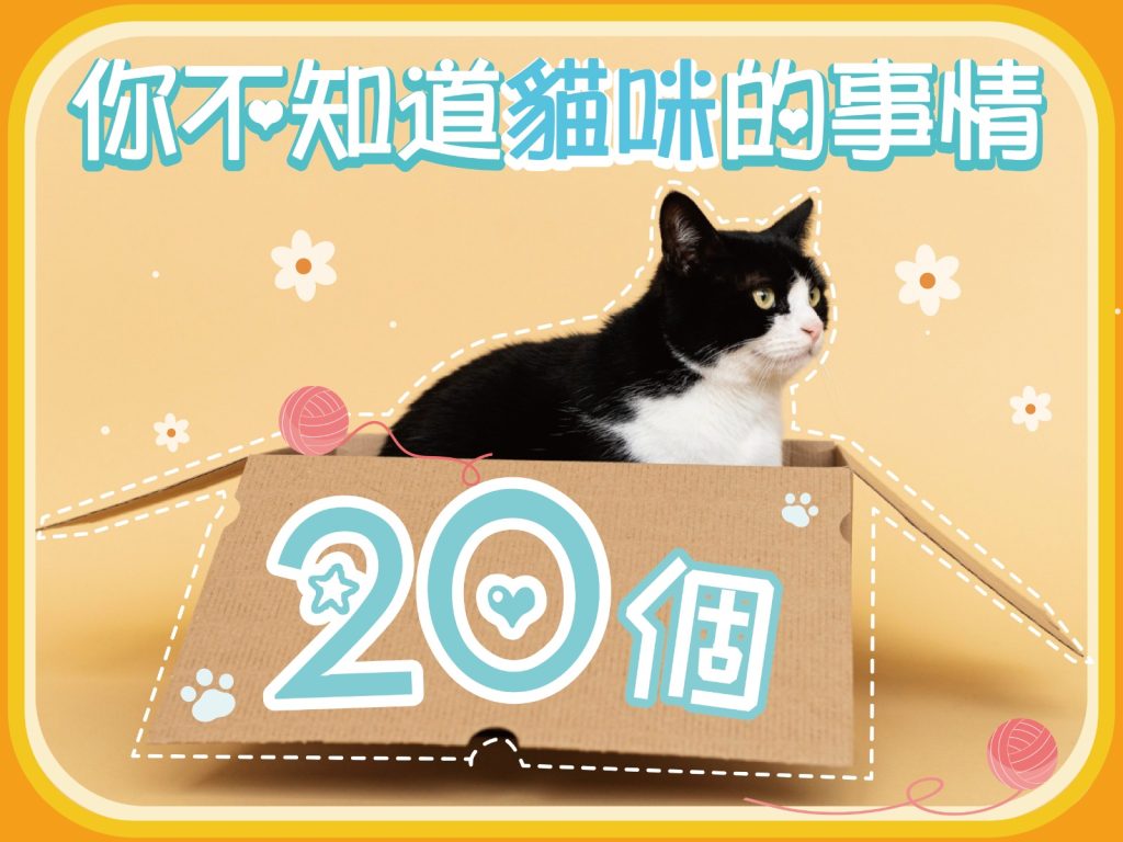 【毛孩知識】20個你不知道貓咪的事情!🐱⁉️