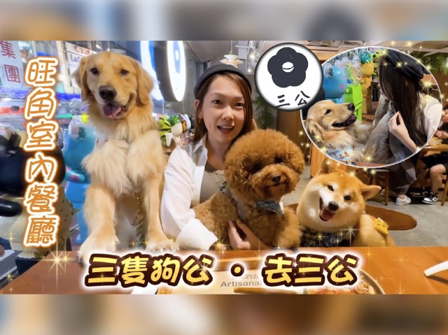 【人寵共融】三公🥢少之又少的室內寵物友善餐廳🐶大大份超滿足！柴犬突然被人包圍了⁉️- 三條毛 @DIDOW