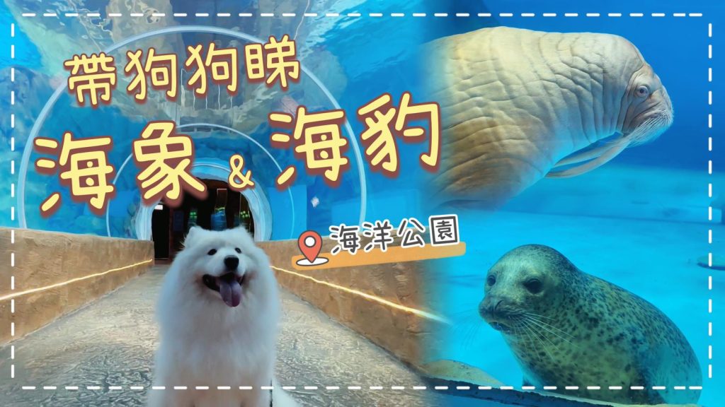 放狗好去處🐙｜帶狗狗睇海象、海豹，含獨家畫面，香港海洋公園｜Samoyed meet Walrus and Seal｜西摩Tako｜