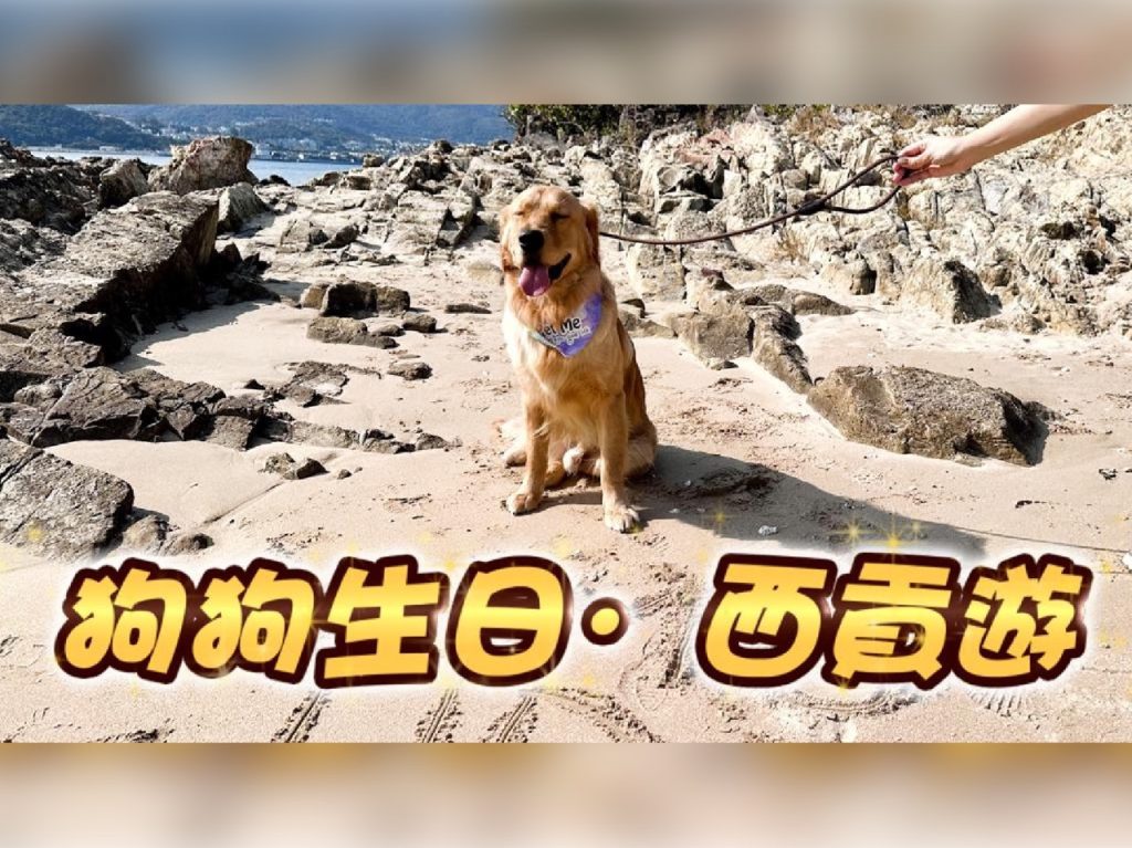 漫遊西貢 初次踏上橋咀島🏝️新開的寵物店Woof Magic滿載而歸🛍️浪漫的色士風🎷慶祝毛毛1歲生日🐶大完滿💯 – @DIDOW