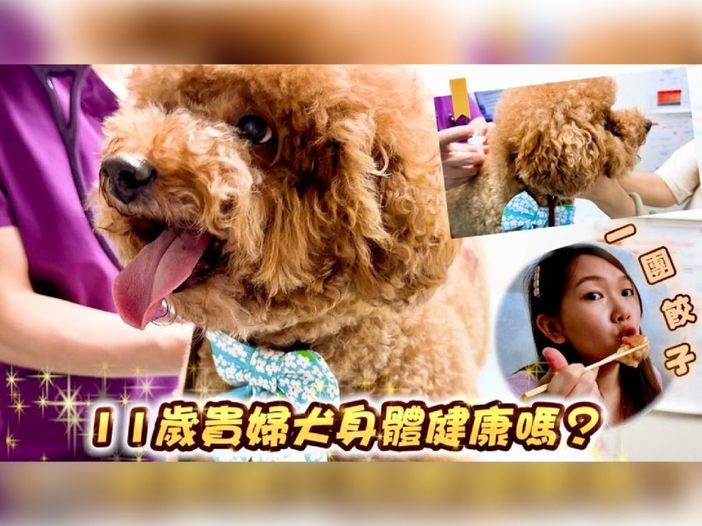 必看！揭露貴婦犬身體檢查6大重要指數📄香港最新寵物友善餐廳🐶一團餃子🥟與愛寵一起享受高品質的用餐體驗❣️- 三條毛 @DIDOW