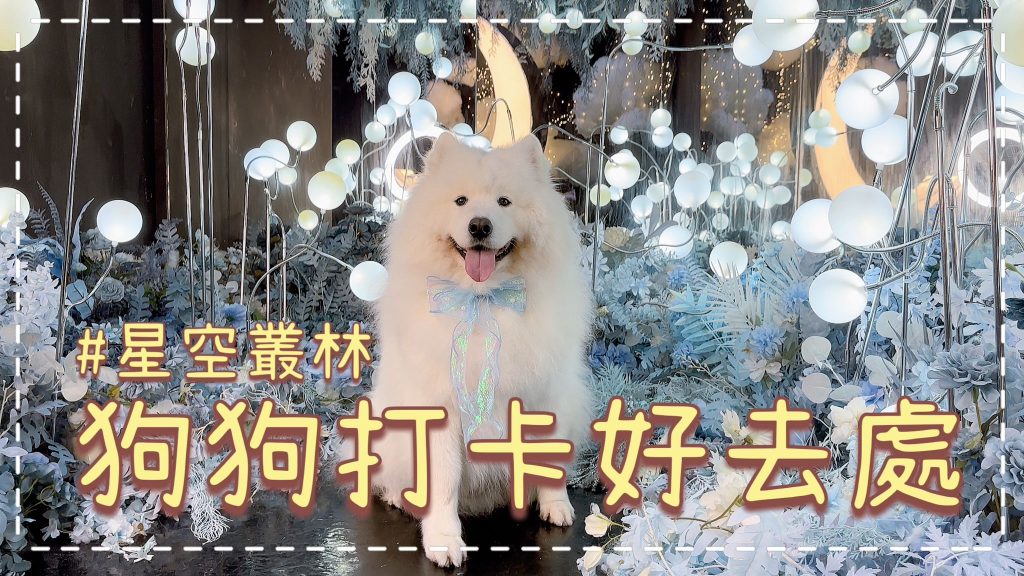 寵物友善自拍📸｜館藍色花海仙境風格🪻，星空叢林🌌｜西摩Tako｜