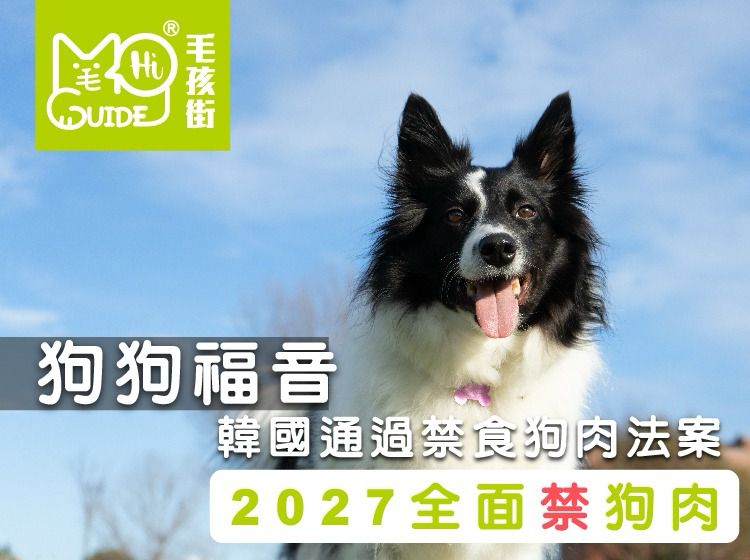 【毛新聞】韓國通過禁食狗肉法案，2027全面禁狗肉