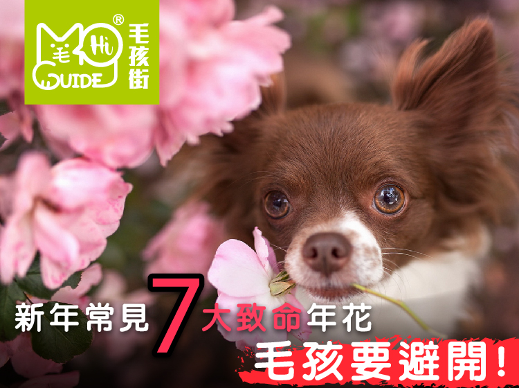 【毛孩知識】新年買花要小心 常見7大致命年花 毛孩要避開！