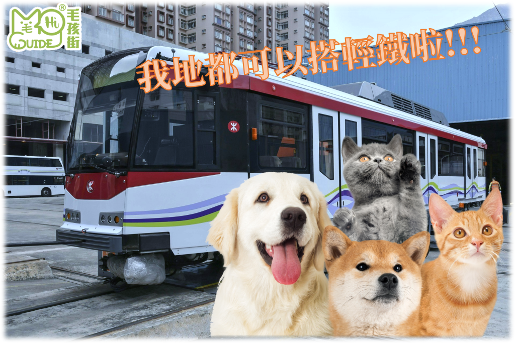 ✨【毛新聞】周末假日限定 輕鐵 「貓狗同行」試行計劃✨